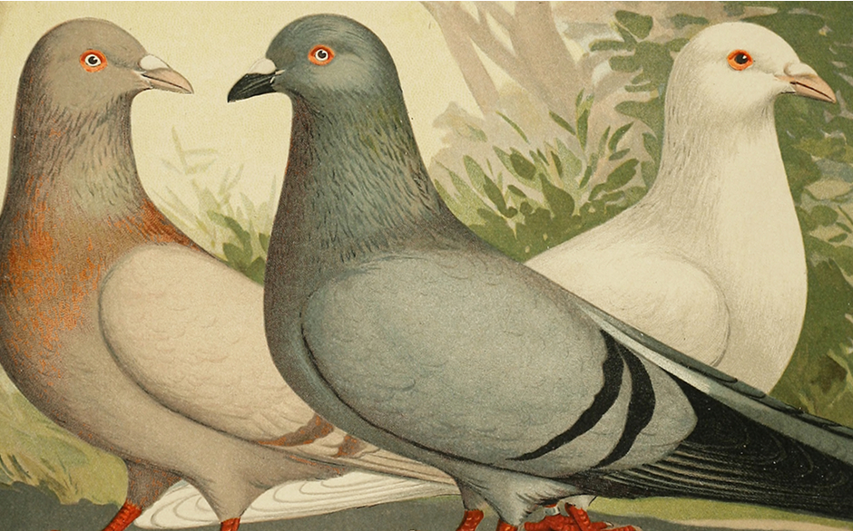 Painting of 3 pigeons